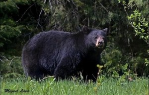 black bears-photo