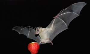 Fruit-bat